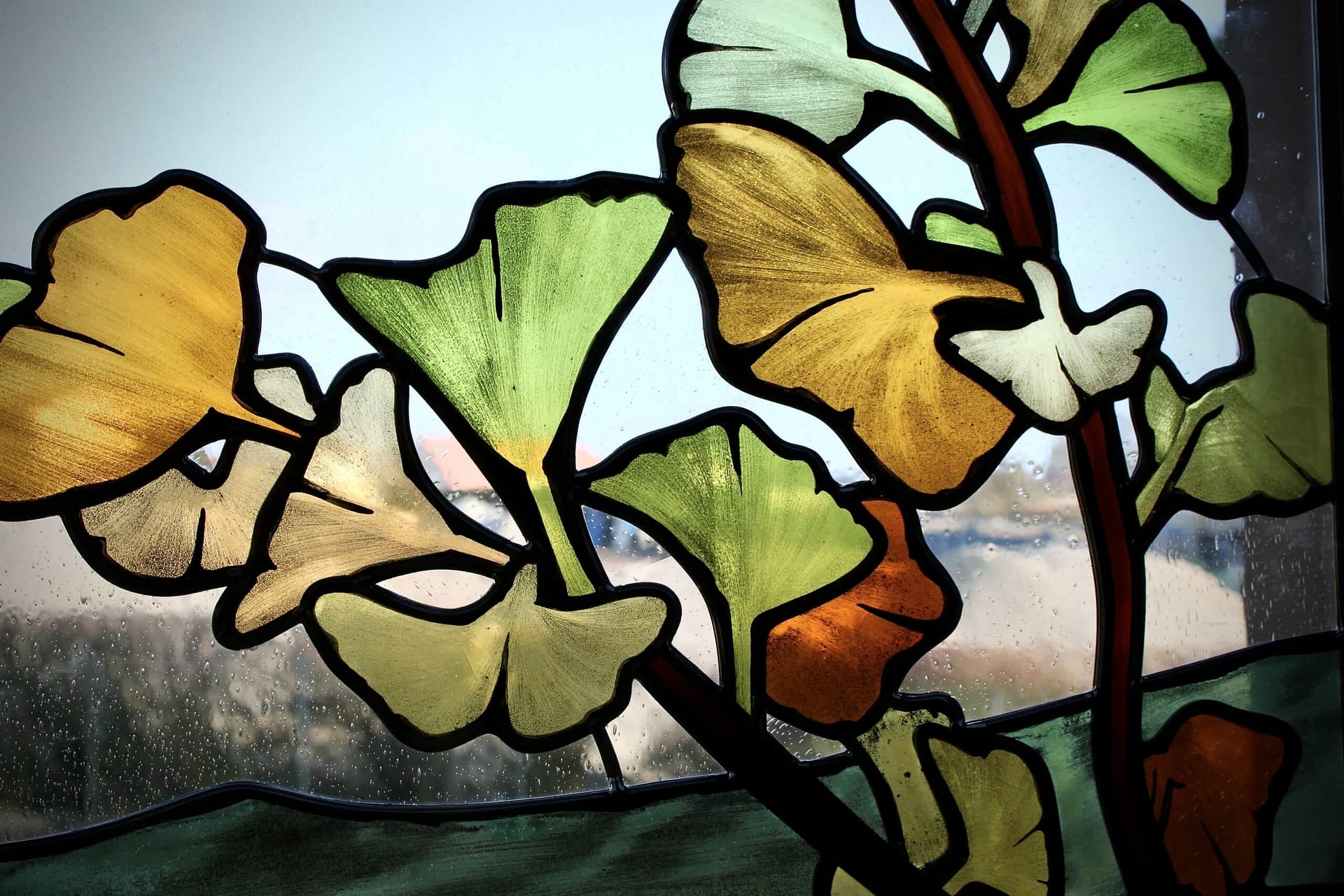 Feuilles de ginkgo biloba en éventail