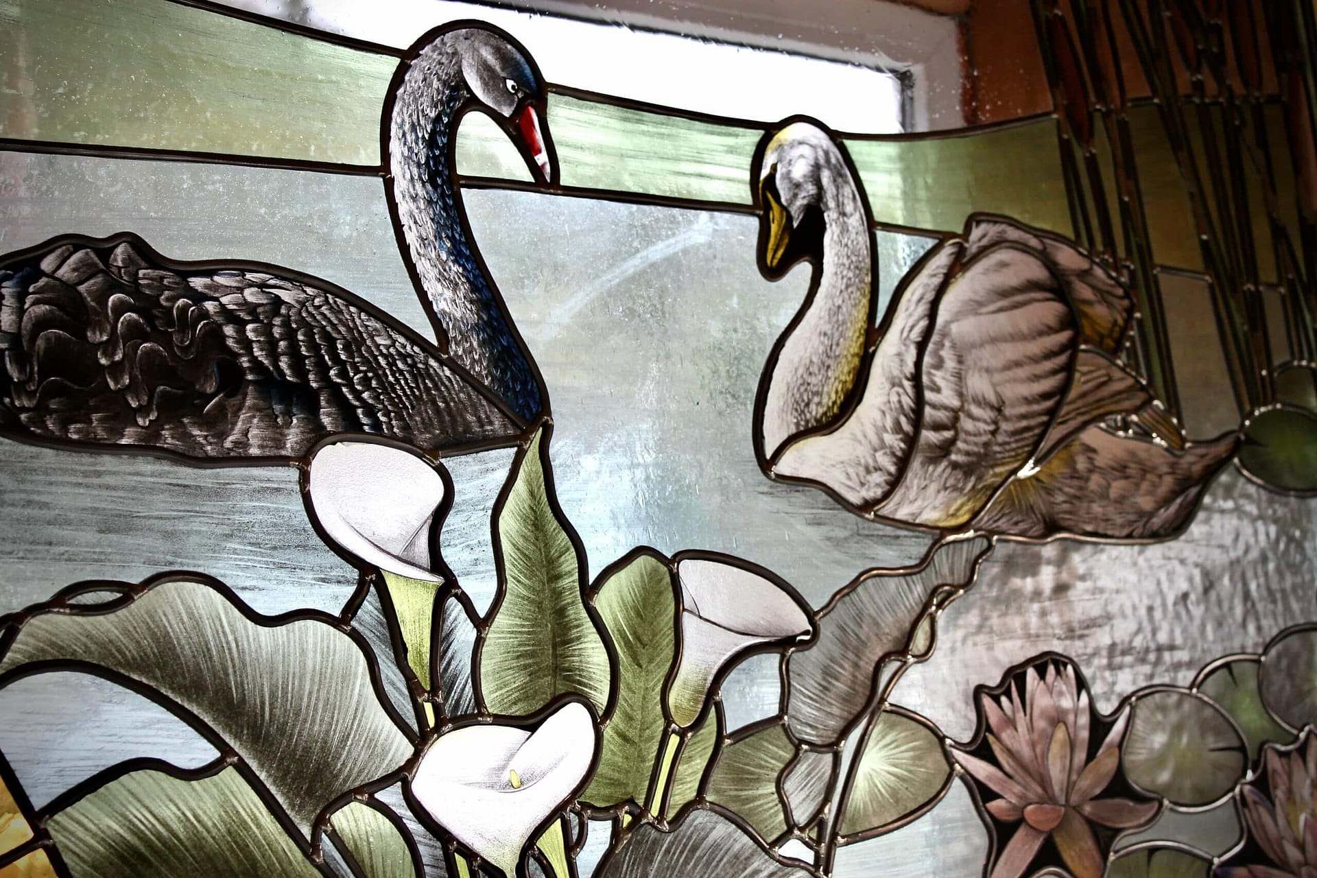 Cygne noir et cygne blanc