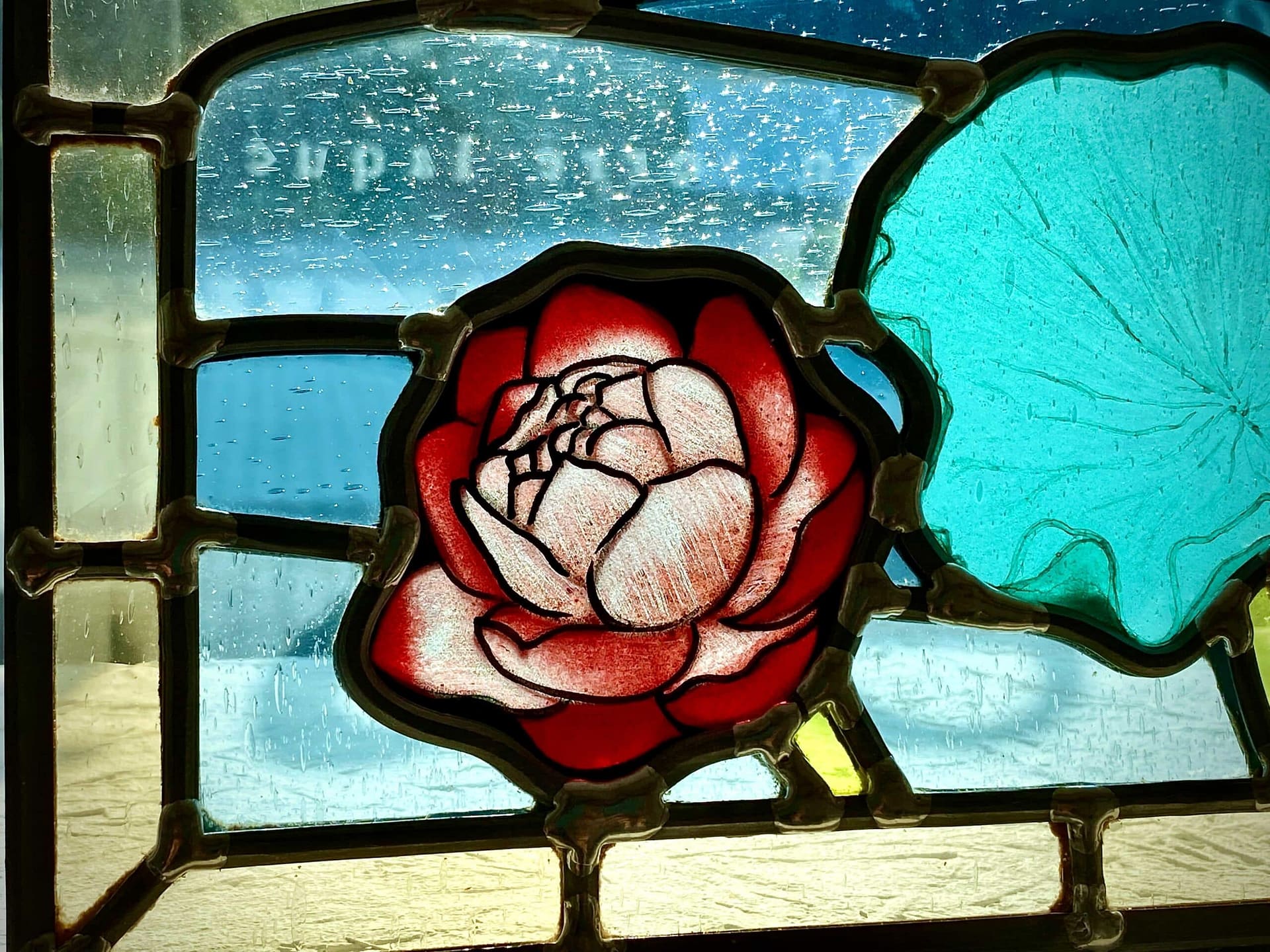 Nymphéa rouge et feuille turquoise
