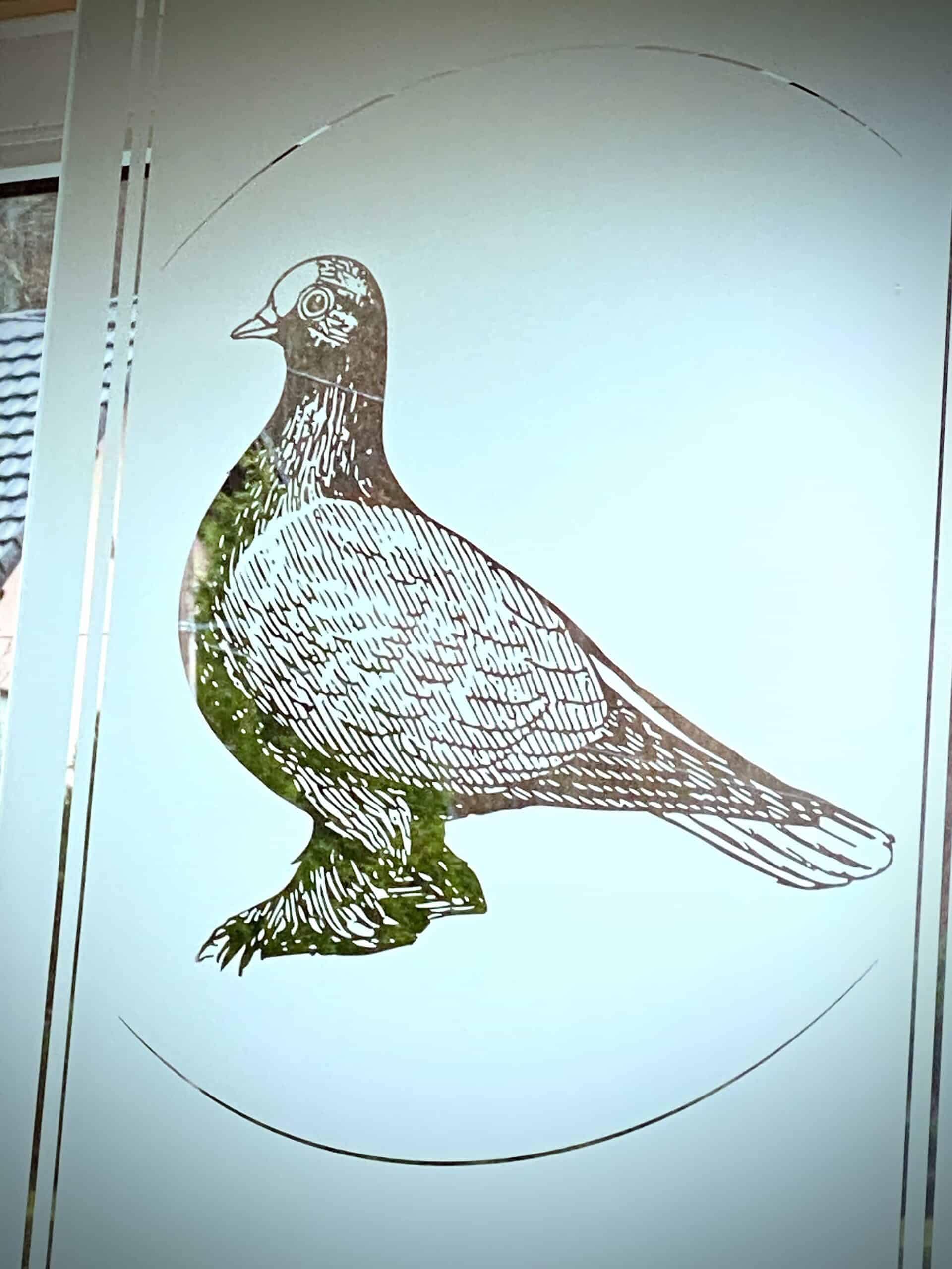 Pigeon sablé laissé transparent sur un fond de verre givré
